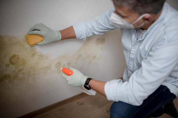 Best Commercial Mold Remediation in Langley Park, MD